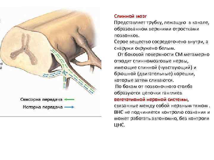 Спинной мозг Представляет трубку, лежащую в канале, образованном верхними отростками позвонков. Серое вещество сосредоточено