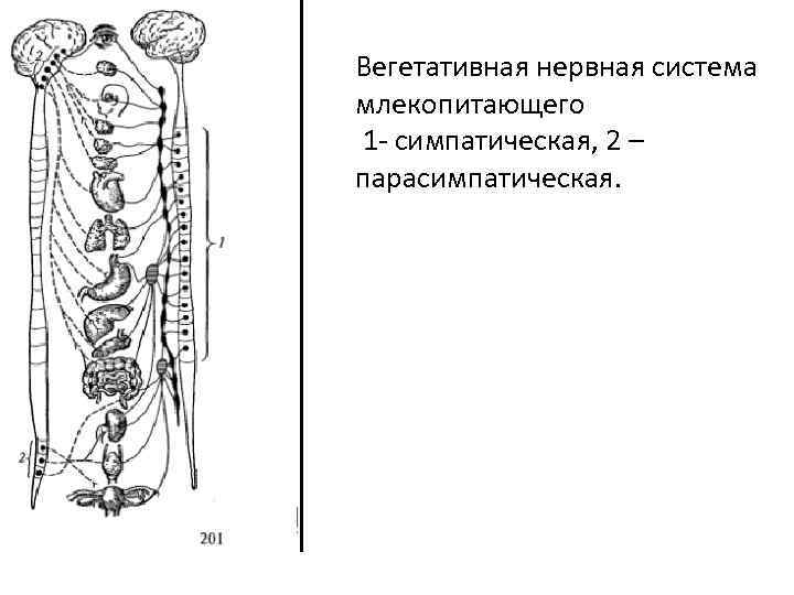Вегетативная нервная система млекопитающего 1 - симпатическая, 2 – парасимпатическая. 