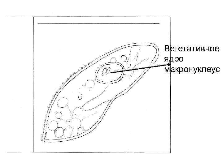 Вегетативное ядро макронуклеус 