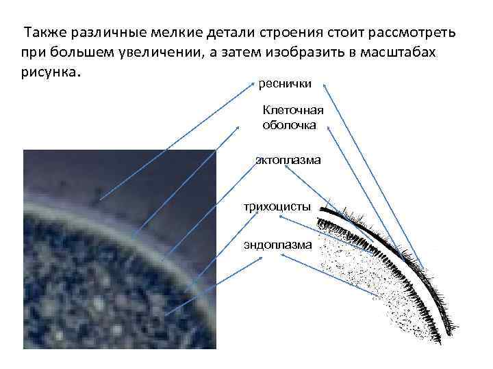 Также различные мелкие детали строения стоит рассмотреть при большем увеличении, а затем изобразить в