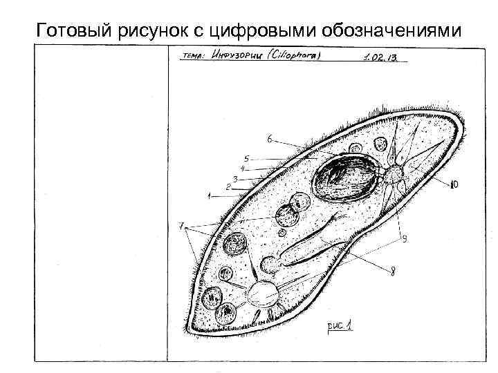 Готовый рисунок с цифровыми обозначениями 