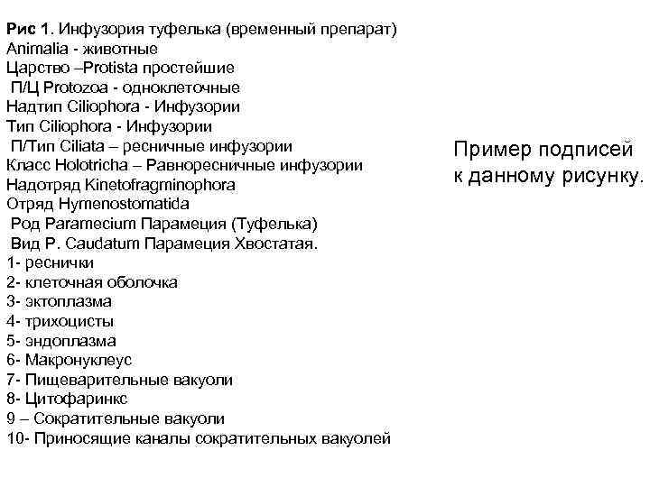 Рис 1. Инфузория туфелька (временный препарат) Animalia - животные Царство –Protista простейшие П/Ц Protozoa