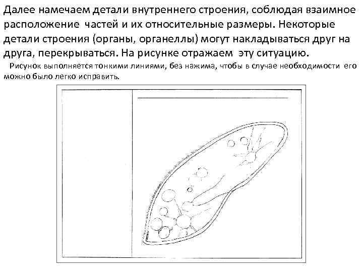 Далее намечаем детали внутреннего строения, соблюдая взаимное расположение частей и их относительные размеры. Некоторые