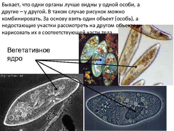 Бывает, что одни органы лучше видны у одной особи, а другие – у другой.