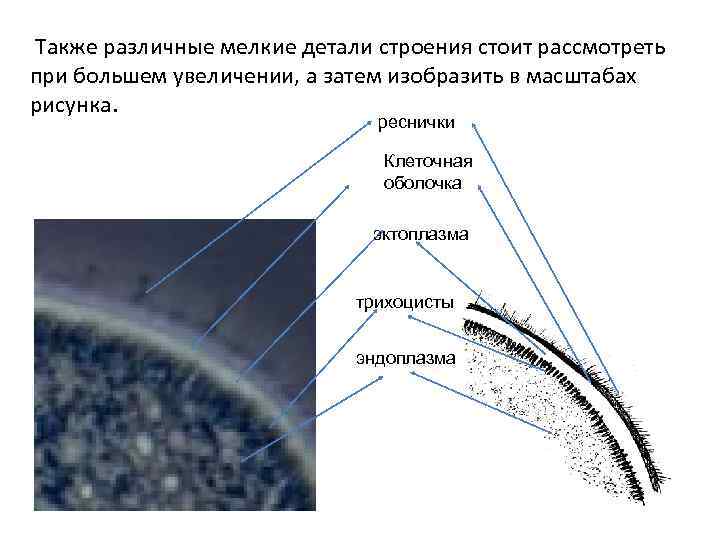 Также различные мелкие детали строения стоит рассмотреть при большем увеличении, а затем изобразить в