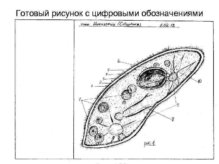 Готовый рисунок с цифровыми обозначениями 