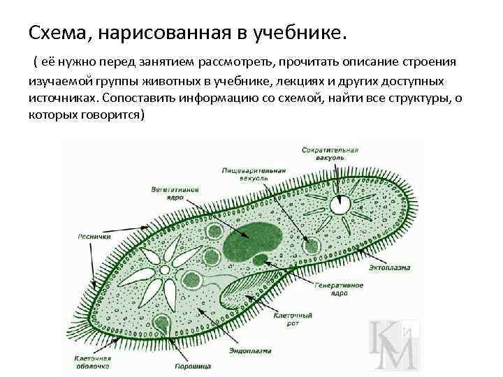 Схема, нарисованная в учебнике. ( её нужно перед занятием рассмотреть, прочитать описание строения изучаемой