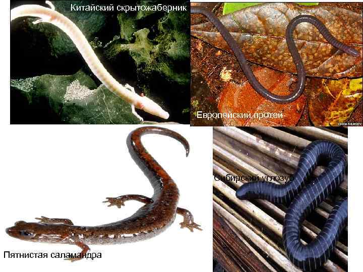 Китайский скрытожаберник Европейский протей Сибирский углозуб Пятнистая саламандра 