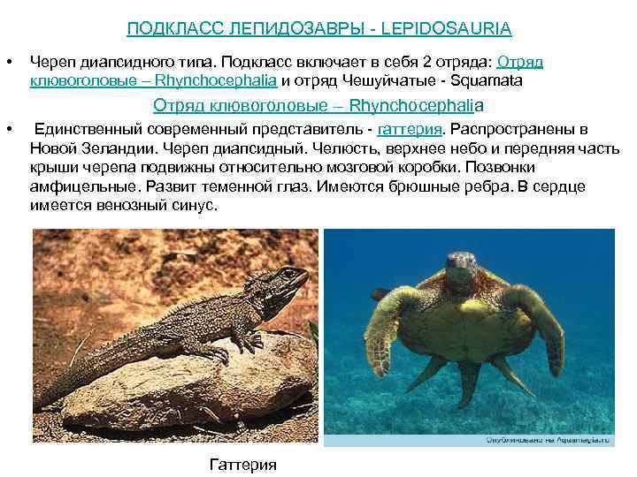 ПОДКЛАСС ЛЕПИДОЗАВРЫ - LEPIDOSAURIA • Череп диапсидного типа. Подкласс включает в себя 2 отряда: