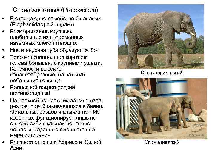 Отряд Хоботных (Proboscidea) • • В отряде одно семейство Слоновых (Elephantidae) с 2 видами