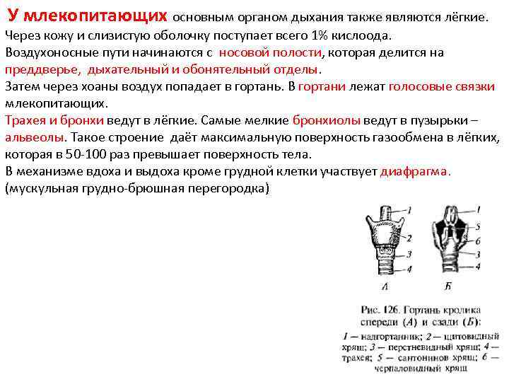 У млекопитающих основным органом дыхания также являются лёгкие. Через кожу и слизистую оболочку поступает