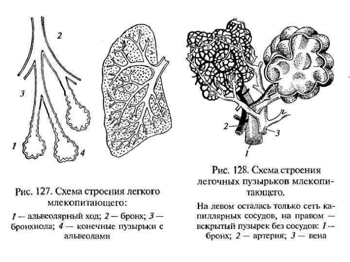 Легкие млекопитающих рисунок