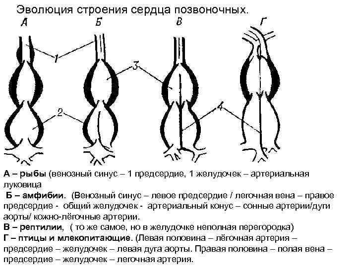 Эволюция сердца у животных