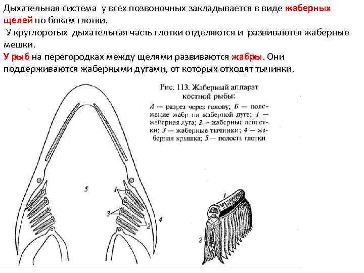 Дыхательная система у всех позвоночных закладывается в виде жаберных щелей по бокам глотки. У