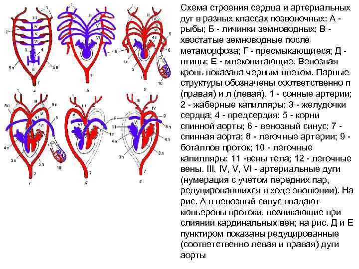 Схема строения сердца птиц