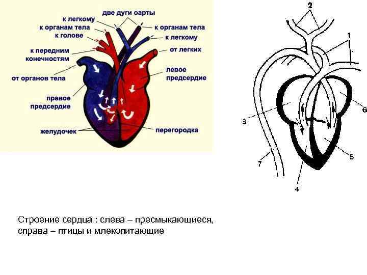 Схема строения сердца птиц