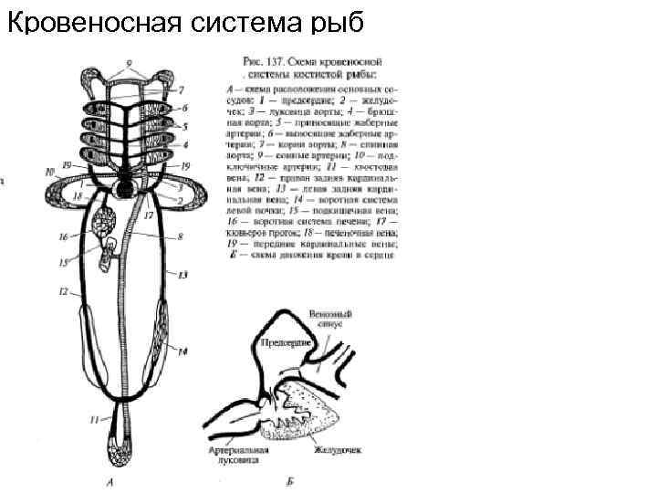 Кровеносная система рыб 