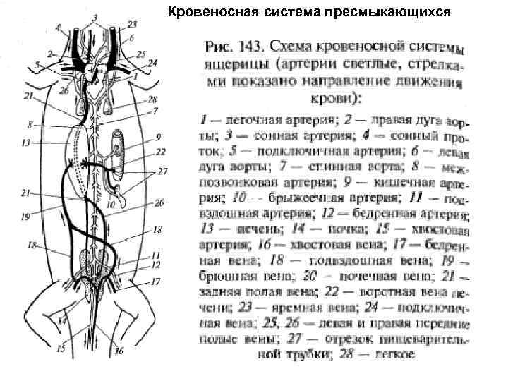 Кровеносная система пресмыкающихся 