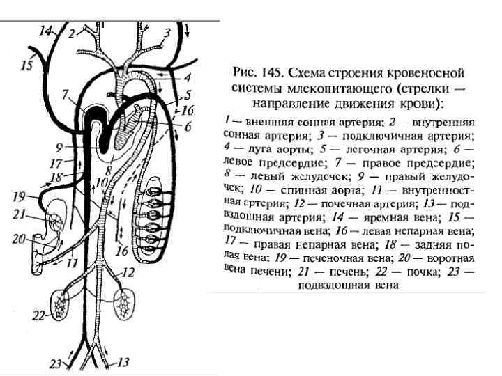 Кровеносная система собаки схема