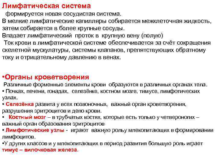 Лимфатическая система формируется новая сосудистая система. В мелкие лимфатические капилляры собирается межклеточная жидкость, затем