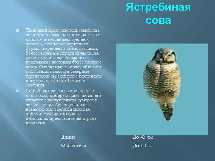 Ястребиная сова Типичный представитель семейства совиных, с нехарактерным длинным хвостом и туловищем среднего размера,