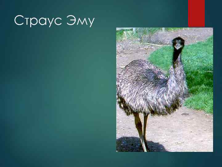 Страус Эму 