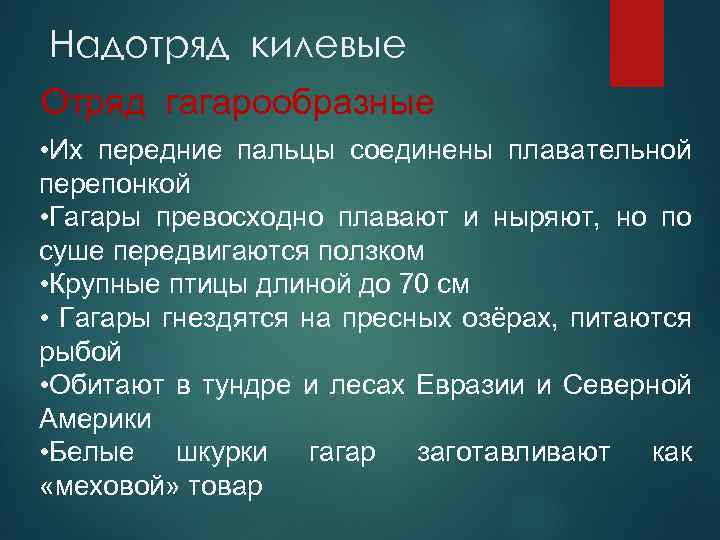 Надотряд килевые Отряд гагарообразные • Их передние пальцы соединены плавательной перепонкой • Гагары превосходно