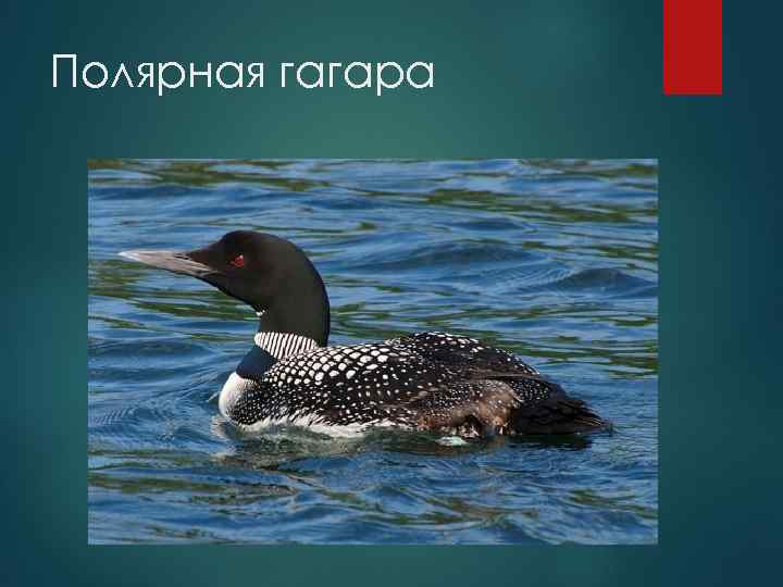 Полярная гагара 