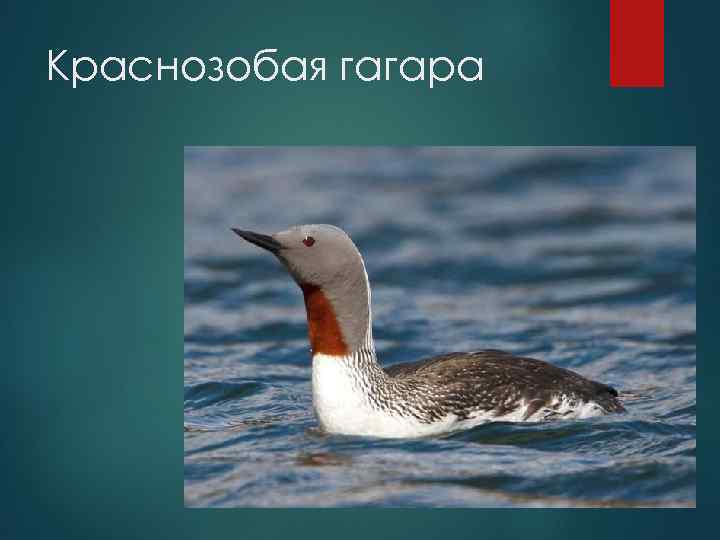 Краснозобая гагара 