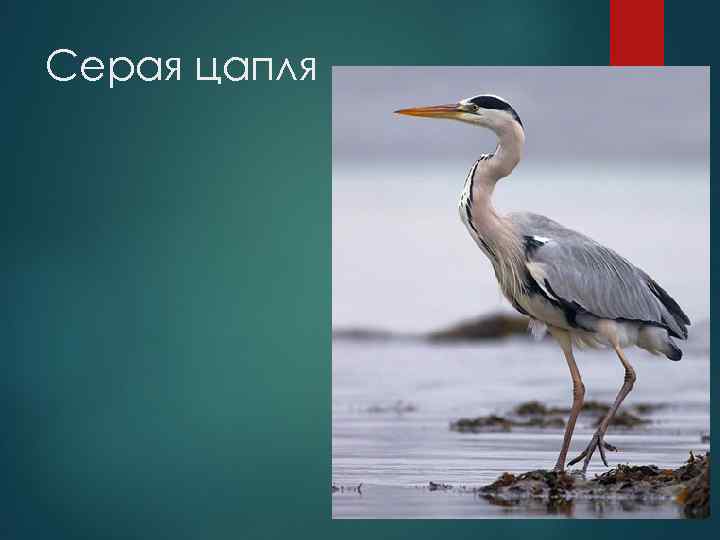 Серая цапля 