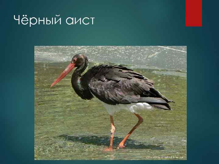 Чёрный аист 