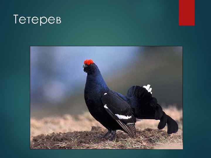 Тетерев 