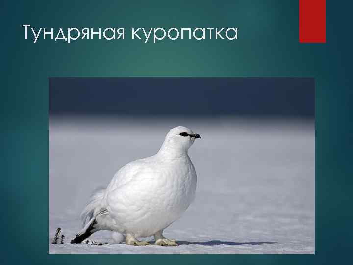 Тундряная куропатка 