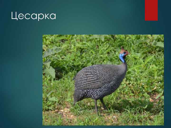 Цесарка 