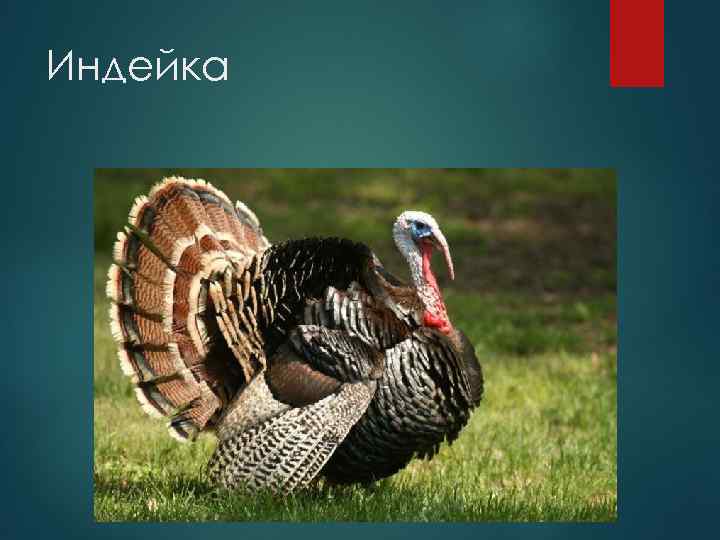 Индейка 