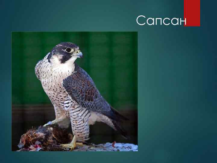 Сапсан 