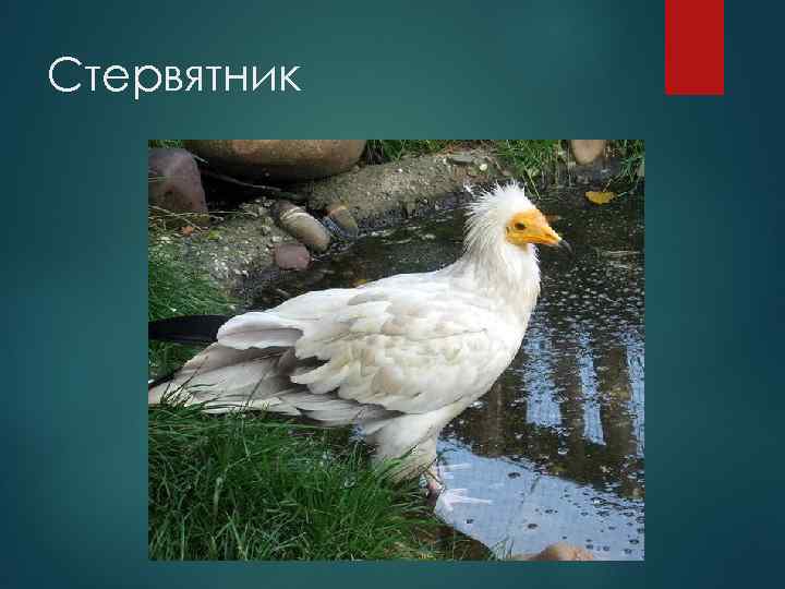 Стервятник 