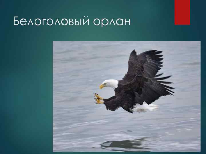 Белоголовый орлан 