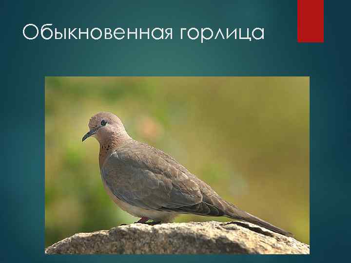 Обыкновенная горлица 