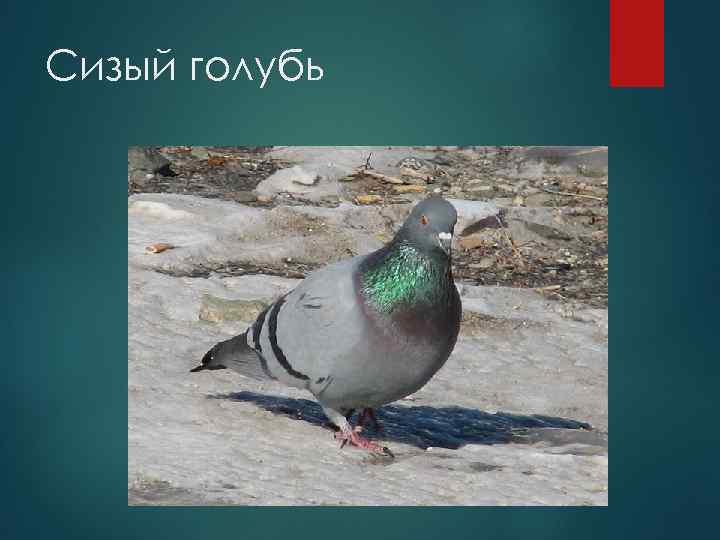 Сизый голубь 