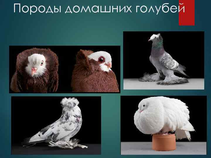 Породы домашних голубей 