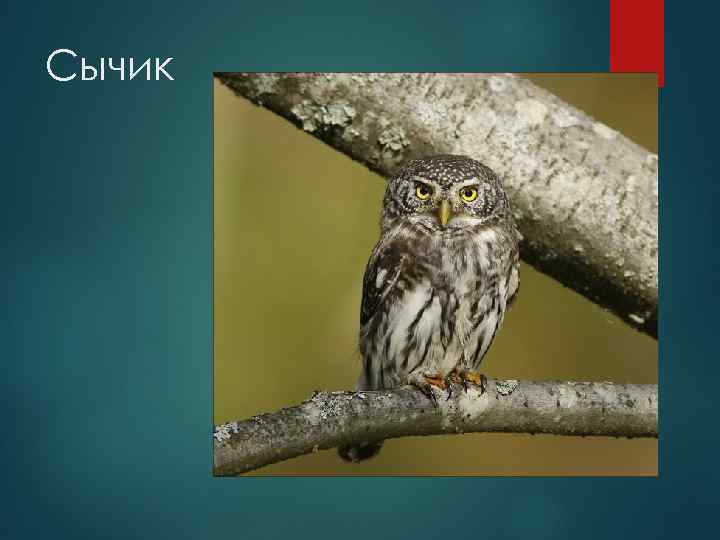 Сычик 