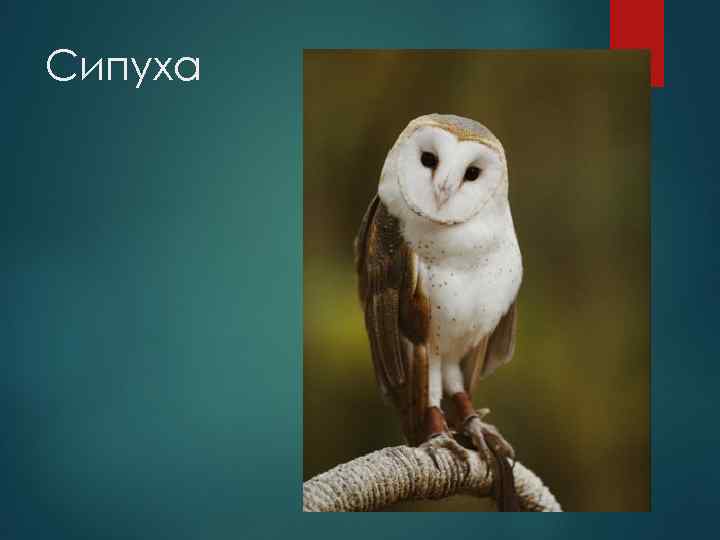 Сипуха 