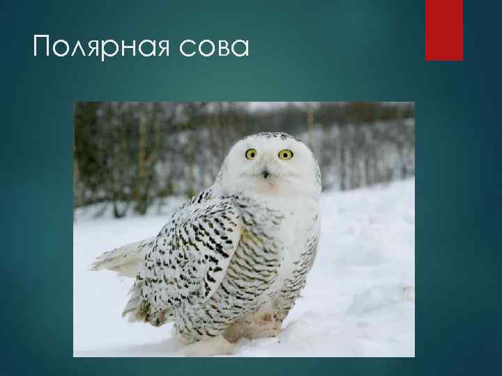 Полярная сова 