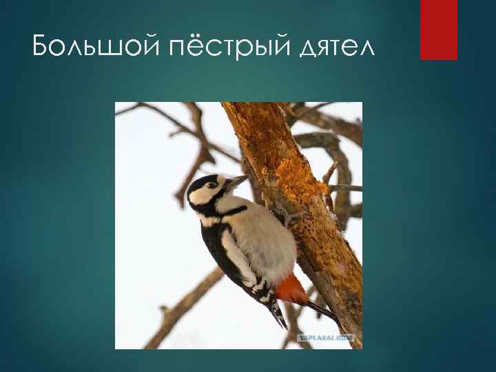 Большой пёстрый дятел 