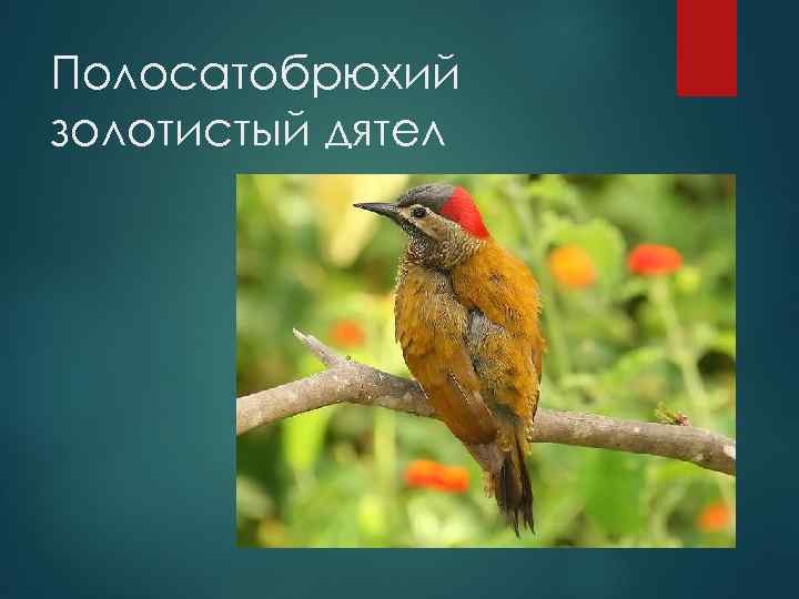 Полосатобрюхий золотистый дятел 