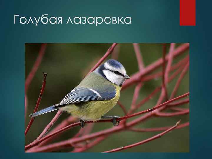 Голубая лазаревка 