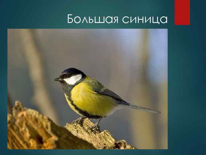Большая синица 