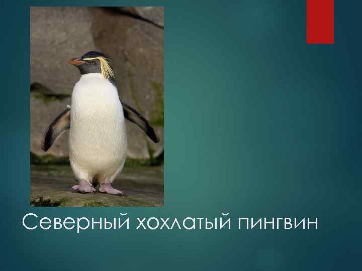 Северный хохлатый пингвин 
