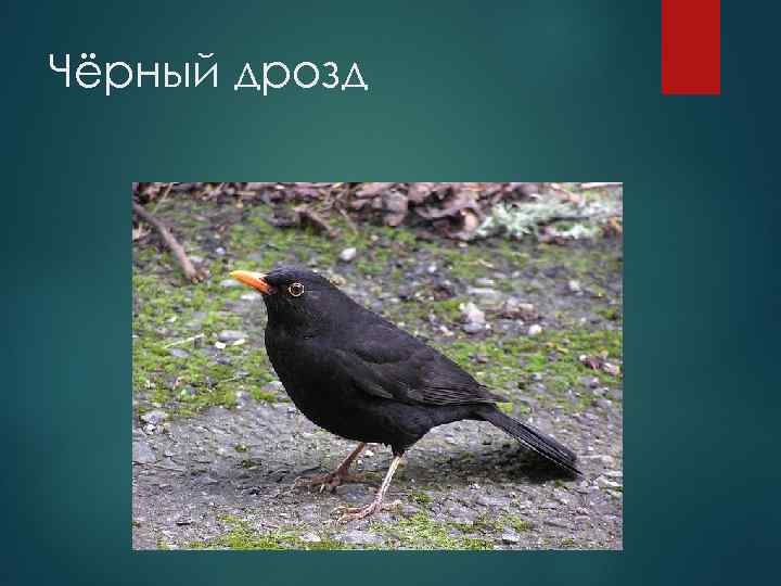 Чёрный дрозд 